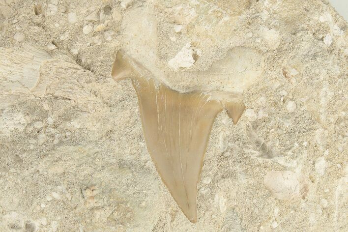 Otodus Shark Tooth Fossil in Rock #201148